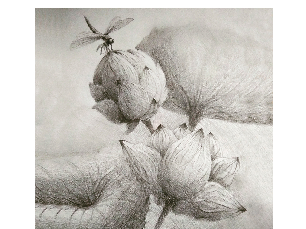 现代素描荷花写实花鸟画客厅书房卧室装饰画