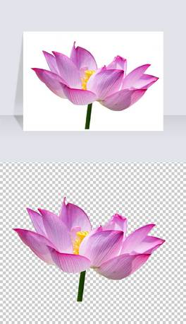 ɻ~ɏLЇLɻPNGز