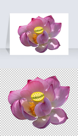 ɻ~ɏLЇLɻPNGز