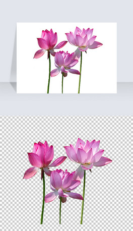 ɻ~ɏLЇLɻPNGز