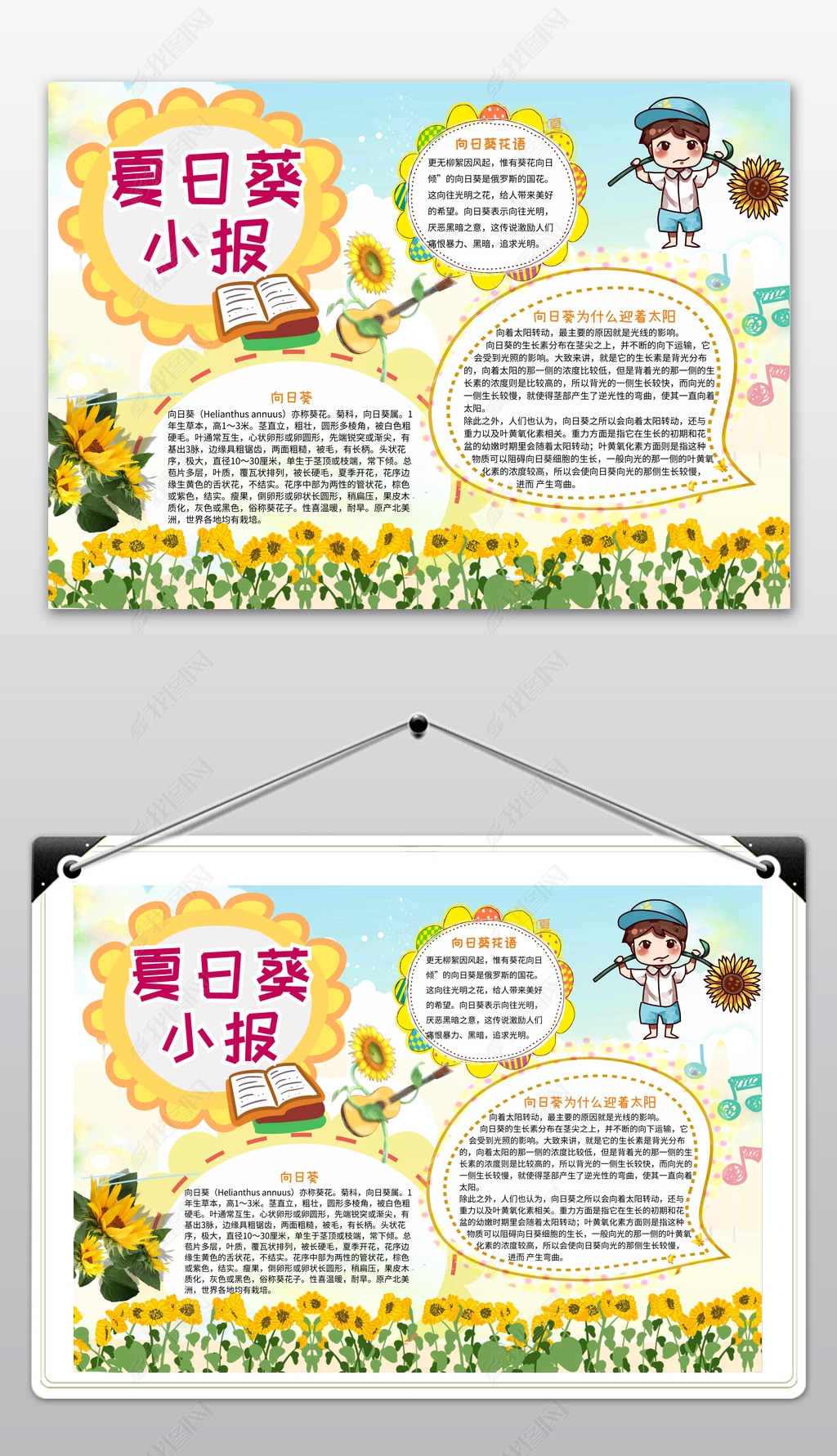 手抄报 学科手抄报 科学手抄报 > 向日葵小报植物常识植物小报认识