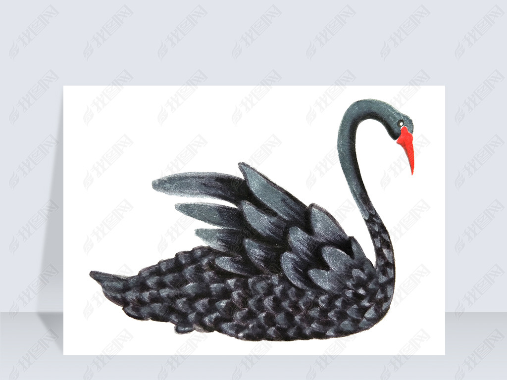 手绘黑天鹅免抠png