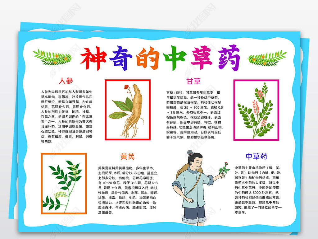 认识中草药小报中药小知识手抄报神奇的中草药小报