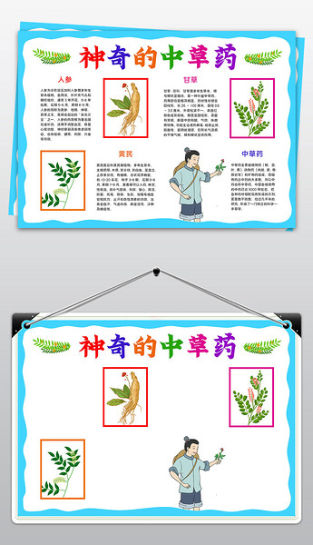 认识中草药小报中药小知识手抄报神奇的中草药小报