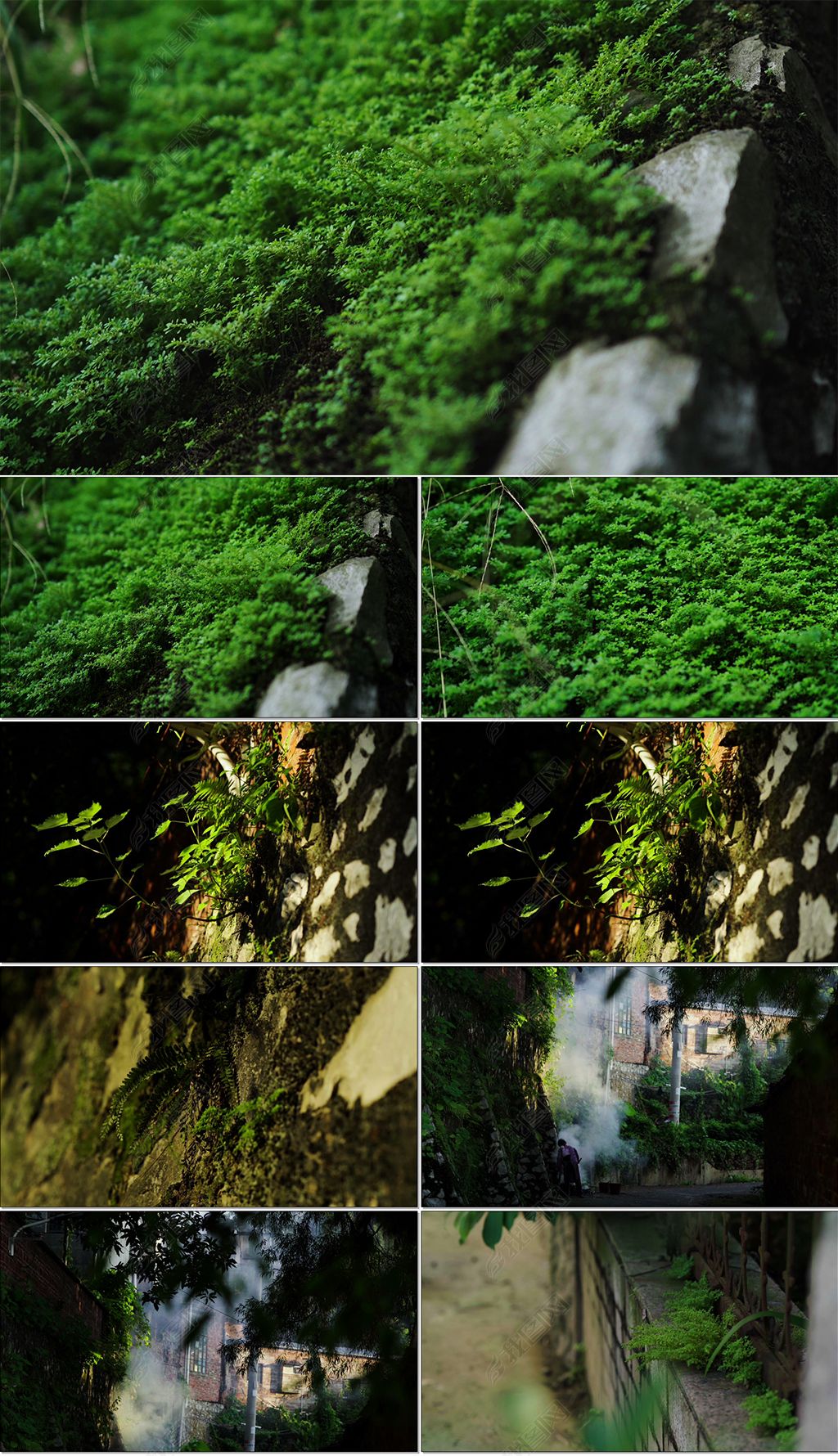 绿色唯美意境小草青苔墙头草