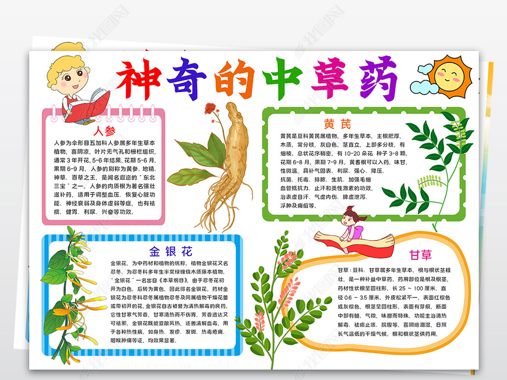认识中草药小报中药小知识手抄报神奇的中草药小报