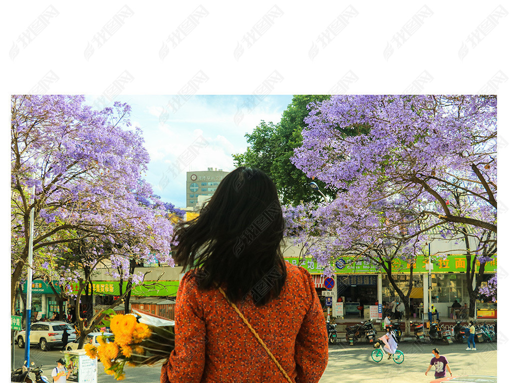云南昆明教场中路蓝花楹女生背影