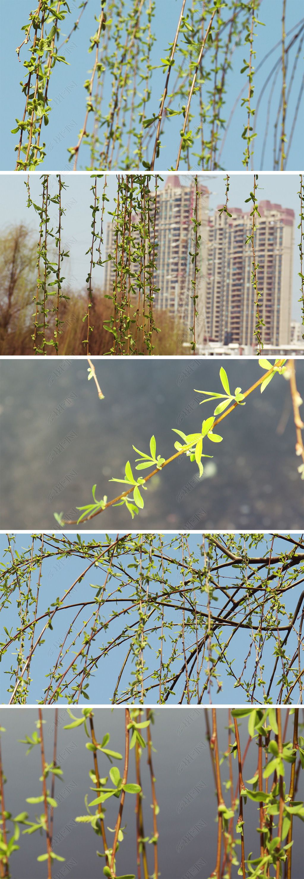 春天柳树发芽实拍视频下载-编号25070103-自然景观-我图网
