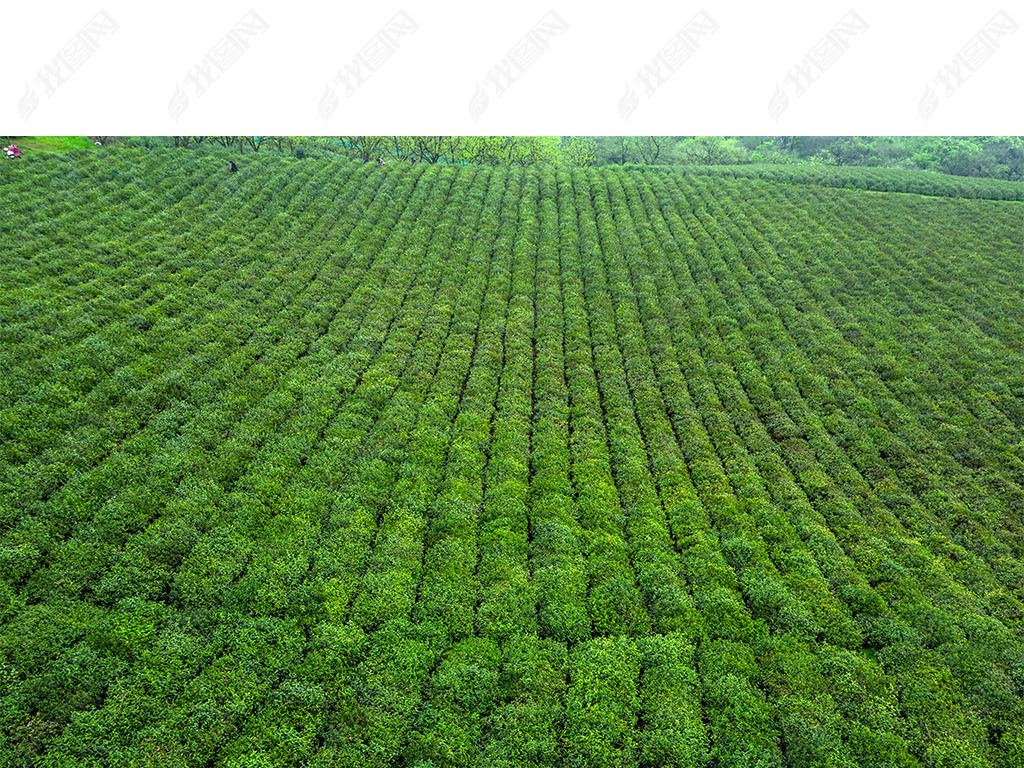 仰拍茶田茶园