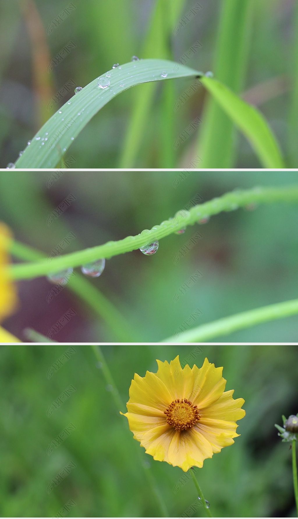 清新雨后植物花草雨滴水珠雨珠实拍视频