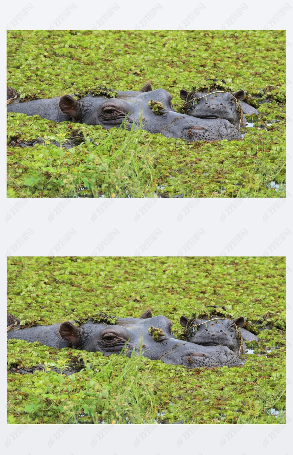 Mother and baby hippo in the Okango Delta of Botswana. 