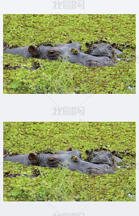 Mother and baby hippo in the Okango Delta of Botswana. 