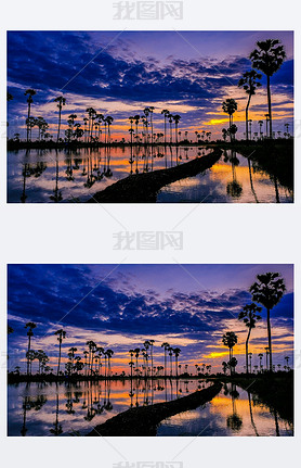 Sugar palm trees on the paddy field in sunrise, Pathum Thani 