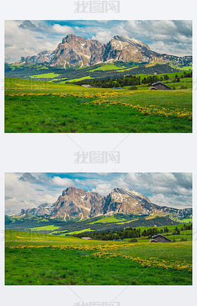 Admirable summer scenery with yellow flowers and snowy mountains in background, Alpe di Siusi - Seis