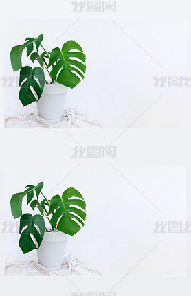 иƿռııǽϣɫĹֲMonstera