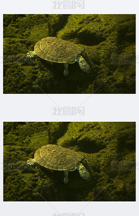 Geoffroy's side-neck turtle or Geoffroy's toadhead turtle (Phrynops geoffroanus).