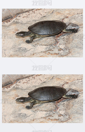 Northern Red-faced Turtle on land