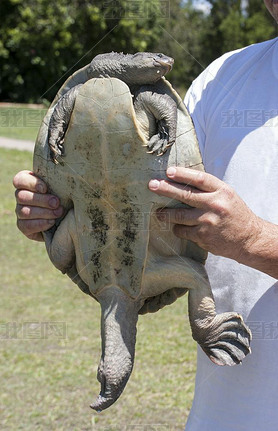 Male Mary River Turtle being held by researcher