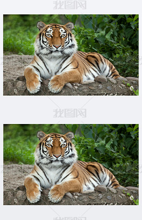 ǻPANTHERA TIGRIS ALTAICA)