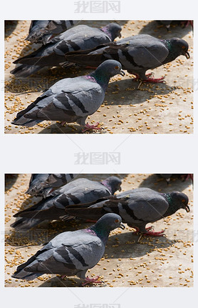 Pigeon on the ground