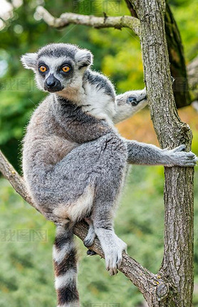 Lemur is climbing on branch