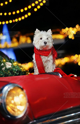 West highland dog sitting on the decoared retro car trunk