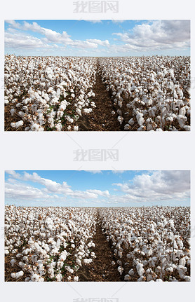 Cotton ready for harvest, near Warren, in New South Wales, Australia