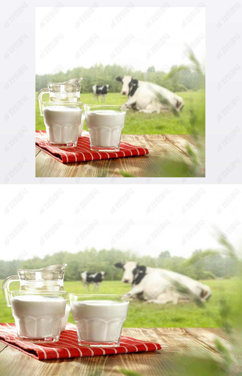 Morning time with rural landscape of cow and milk on table place. 