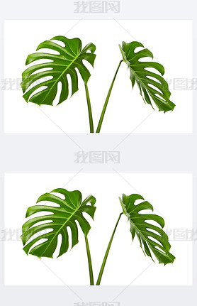 Monstera deliciosa leaf or Swiss cheese plant, Tropical foliage isolated on white background, with c