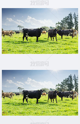 cows on new zealand pasture
