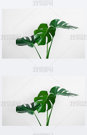 Beautiful green lees of monstera (Monstera deliciosa) isolated on a light gray background, minimal