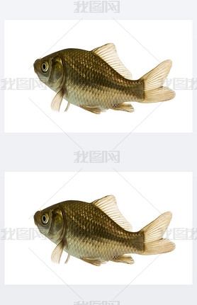 Crucian carp swimming, Carassius carassius, isolated on white