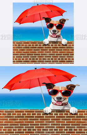 summer vacation dog
