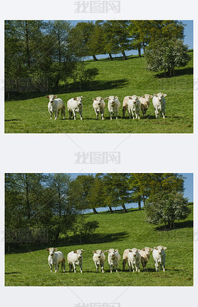 Cows grazing on grassy green field on a bright sunny day. Normandy, France. Cattle breeding and indu