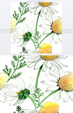 Wild spring Chamomile flowers. Watercolor illustration set. Watercolour drawing fashion aquarelle. S