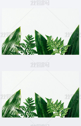 flat lay with assorted wet green foliage on white backdrop