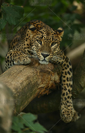 Endangered amur leopard in the nature habitat. Wild animal in captivity. 