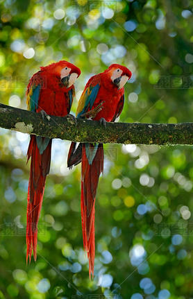 Pair of Scarlet Macaws