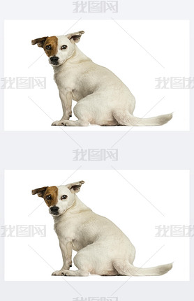 Rear view of a Jack russel terrier looking back, isolated on whi