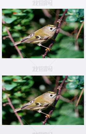 goldcrest (ԯʮ׹˹)