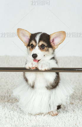 Corgi puppy at the ballet dancer