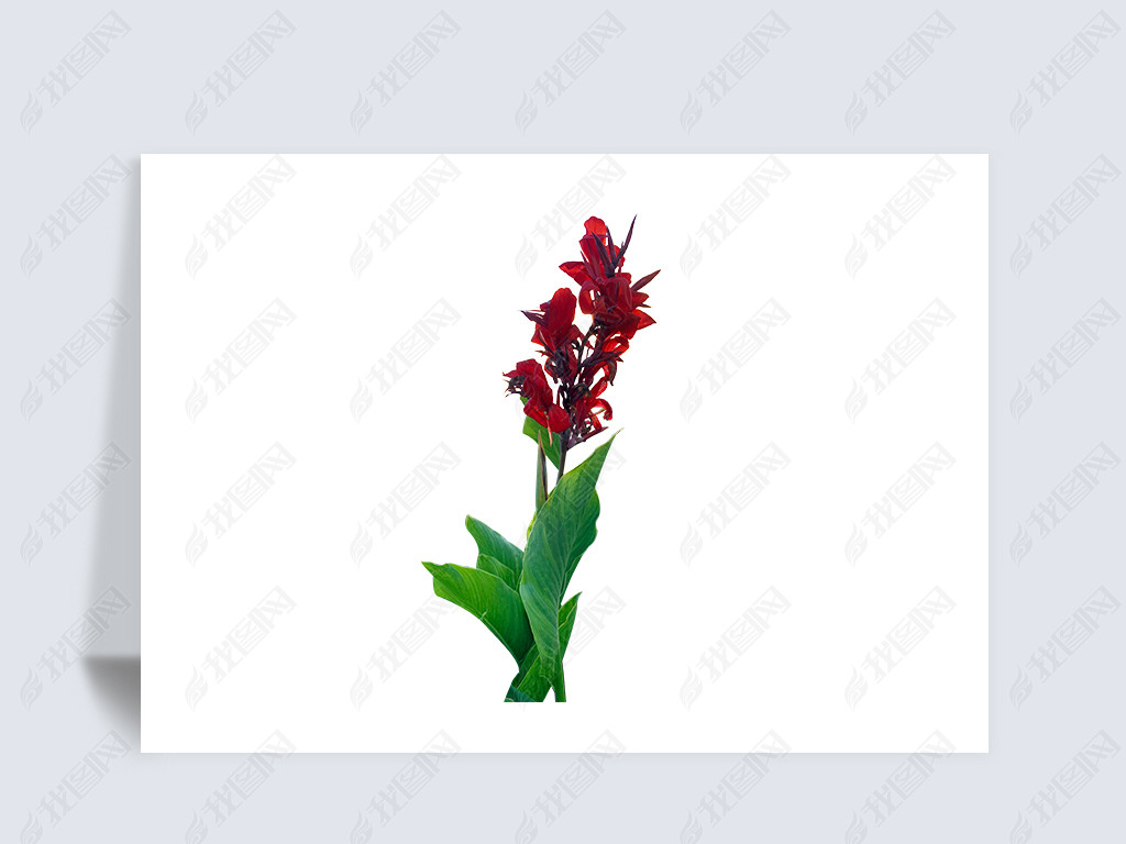 原创红色美人蕉花朵花卉单只鲜花摄影素材版权可商用
