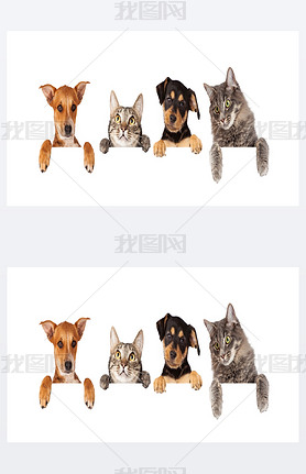 cats and dogs hanging paws over white banner