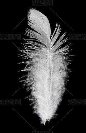 White feather on black background