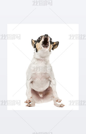 Chihuahua barking at camera, 2.5 years old, isolated on white