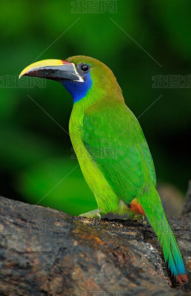  Toucanet ȻϢ