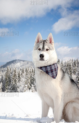 dog in snowy forest