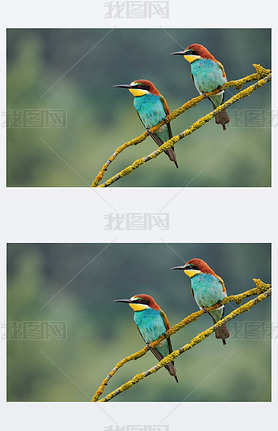 ɫŷ޷ʳ (Merops apiaster) ϢһС֦.