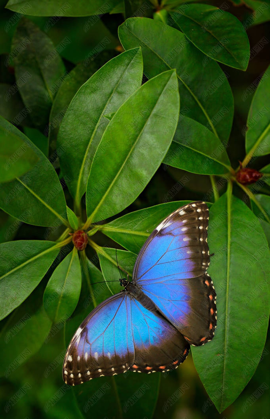 蓝蝶 morpho peleides