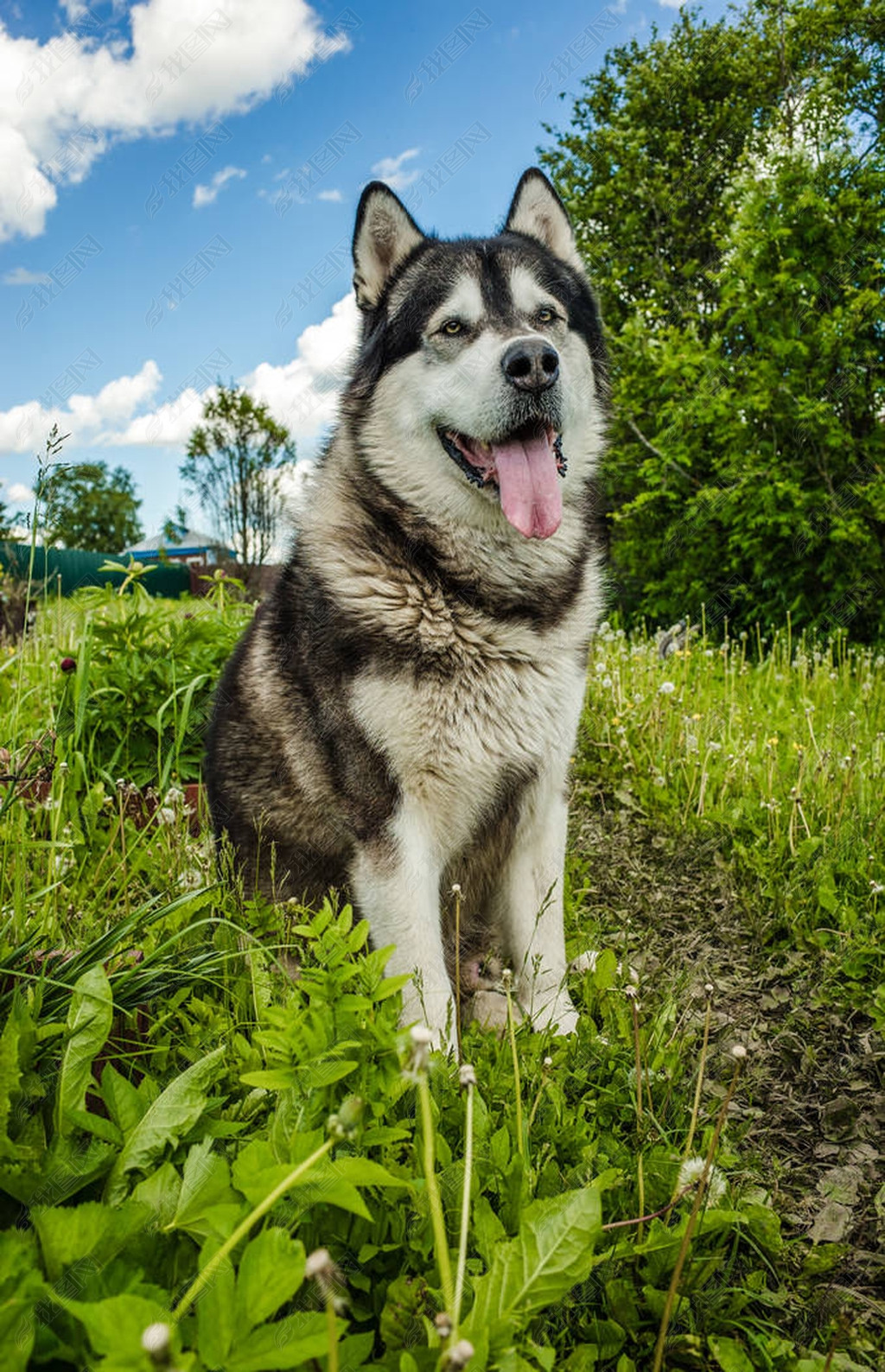 原创阿拉斯加雪橇犬狗坐在草地上版权可商用